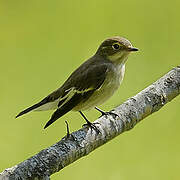 European Pied Flycatcher