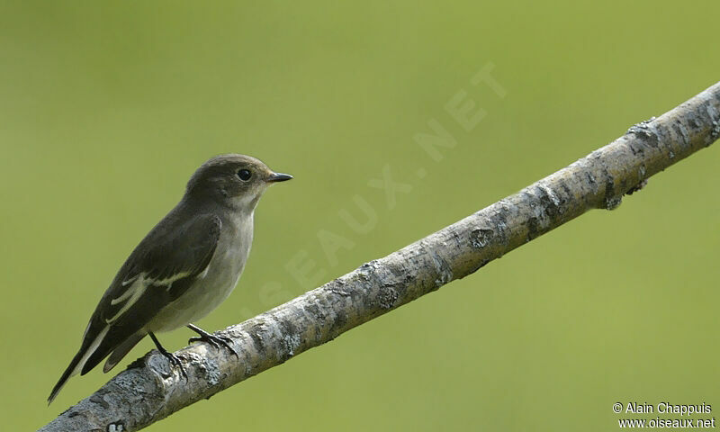 European Pied Flycatcheradult post breeding, identification, Behaviour