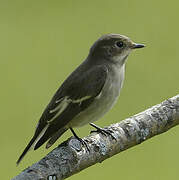 European Pied Flycatcher