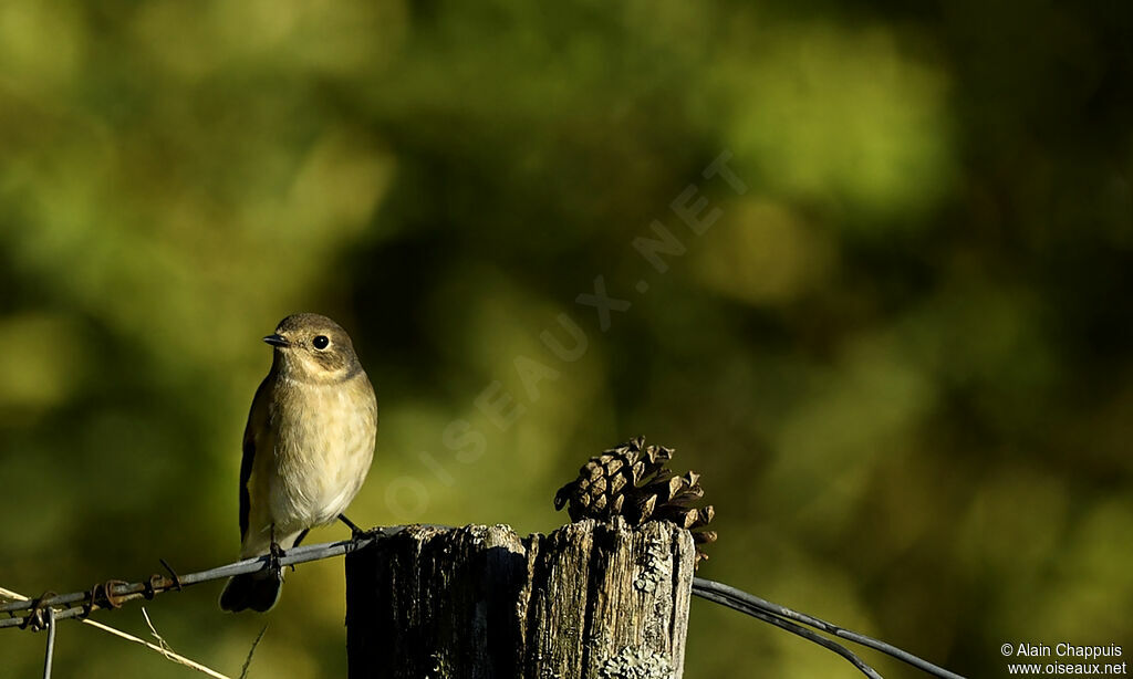 Gobemouche noiradulte, identification, Comportement