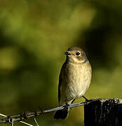 European Pied Flycatcher