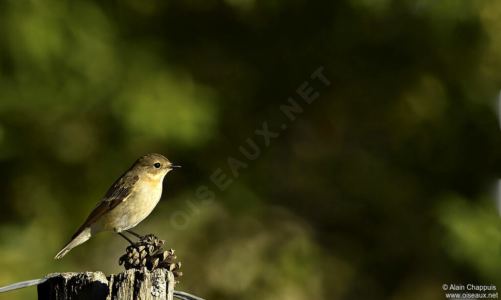 Gobemouche noiradulte, identification, Comportement