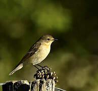 European Pied Flycatcher