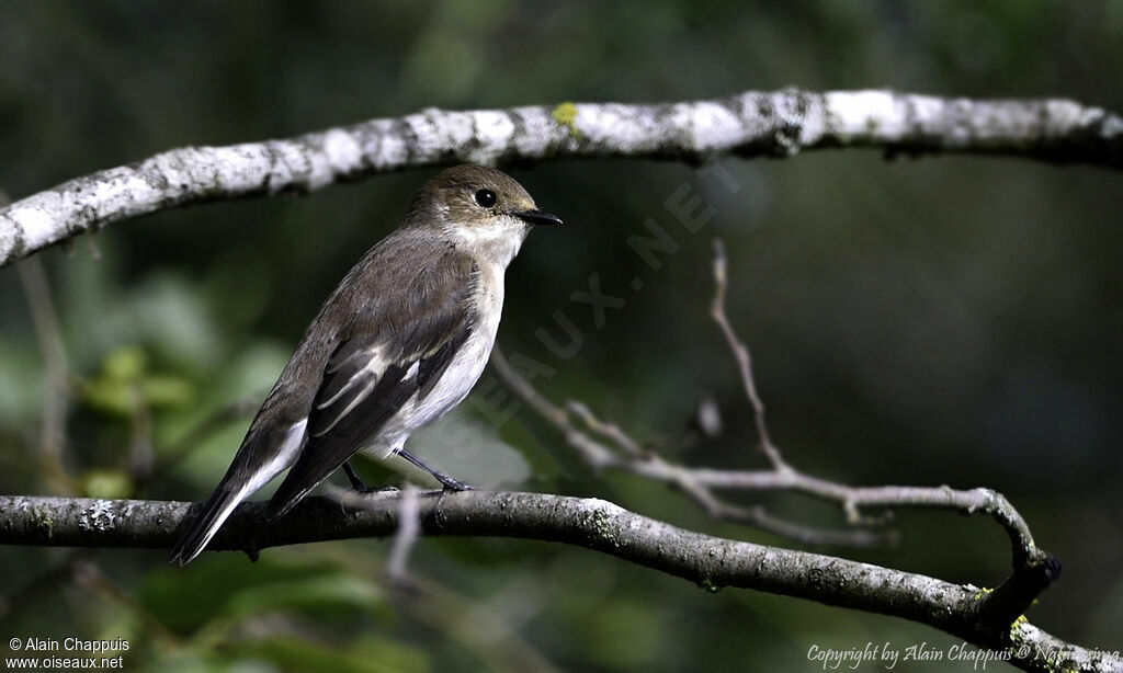 European Pied Flycatcher, identification, close-up portrait