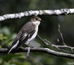 Gobemouche noir