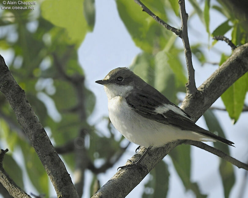 European Pied Flycatcher male adult post breeding, identification, Behaviour