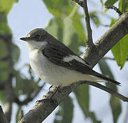 European Pied Flycatcher