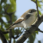 European Pied Flycatcher