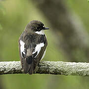 European Pied Flycatcher