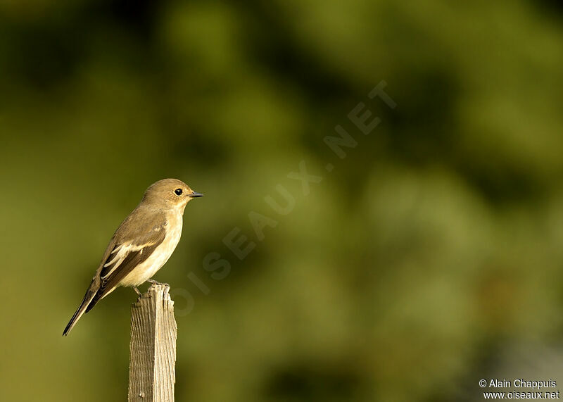 European Pied Flycatcher female adult, identification, Behaviour