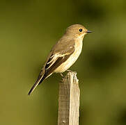 European Pied Flycatcher