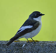 European Pied Flycatcher