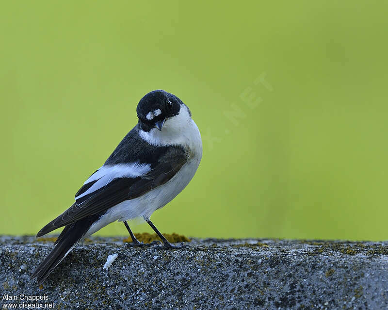 Gobemouche noir mâle adulte, identification, Comportement