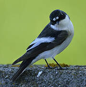 European Pied Flycatcher