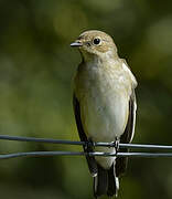 European Pied Flycatcher