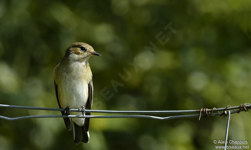 European Pied Flycatcher, identification, Behaviour