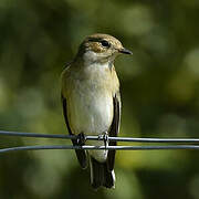 European Pied Flycatcher