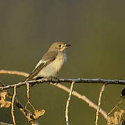 European Pied Flycatcher