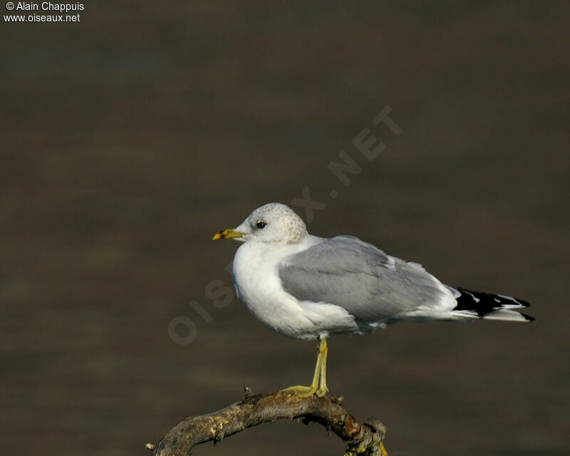 Mew Gulladult post breeding, identification, Behaviour