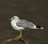 Common Gull