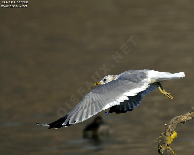 Common Gulladult post breeding, identification, Flight, Behaviour