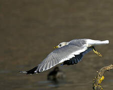 Common Gull