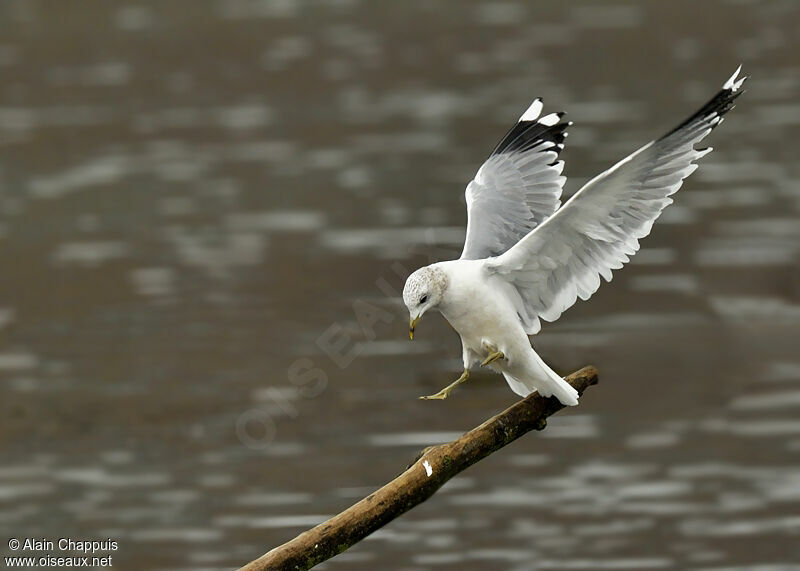 Mew Gulladult post breeding, identification, Flight, Behaviour