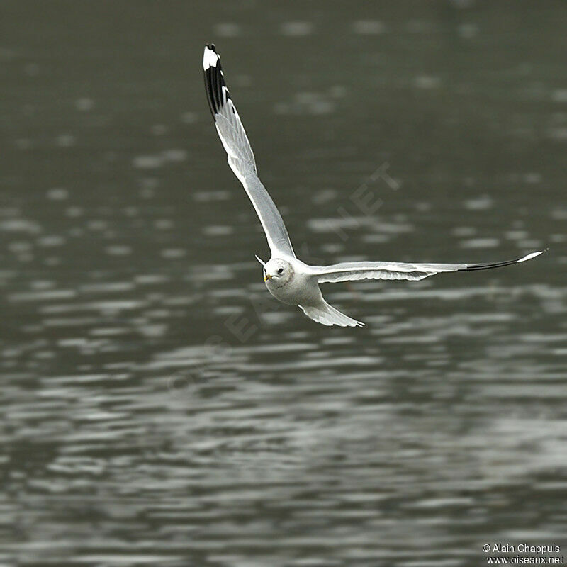 Common Gulladult post breeding, Flight