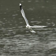 Common Gull