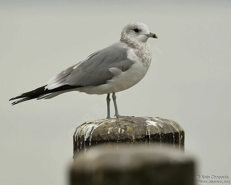 Common Gulladult post breeding, identification, Behaviour