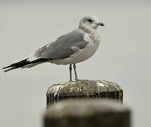 Common Gull