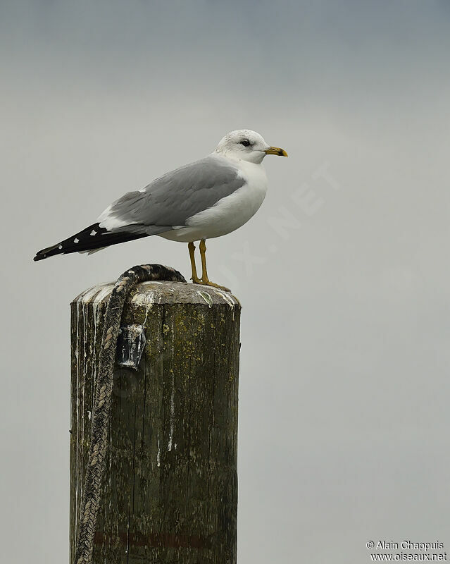 Common Gulladult post breeding, identification, Behaviour