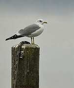 Common Gull