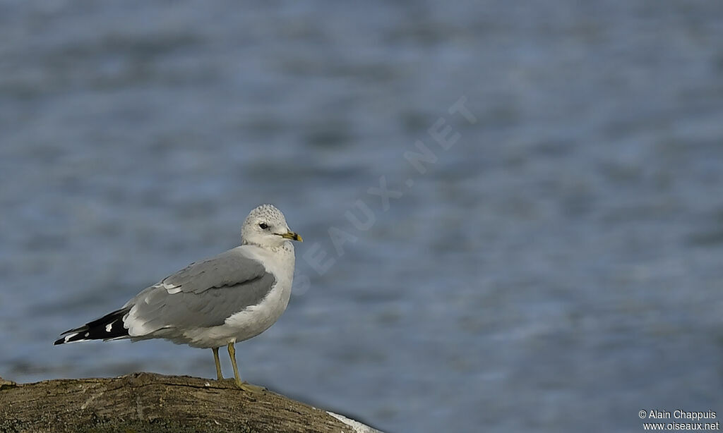 Goéland cendréadulte, identification, Comportement