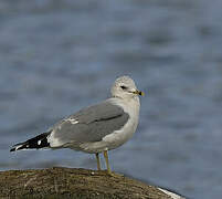 Mew Gull