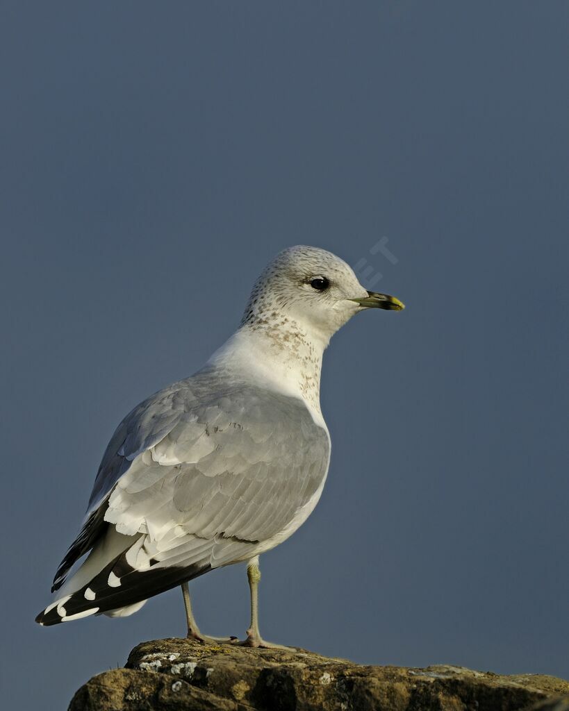 Common Gulladult post breeding, identification, Behaviour