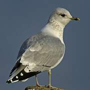 Mew Gull