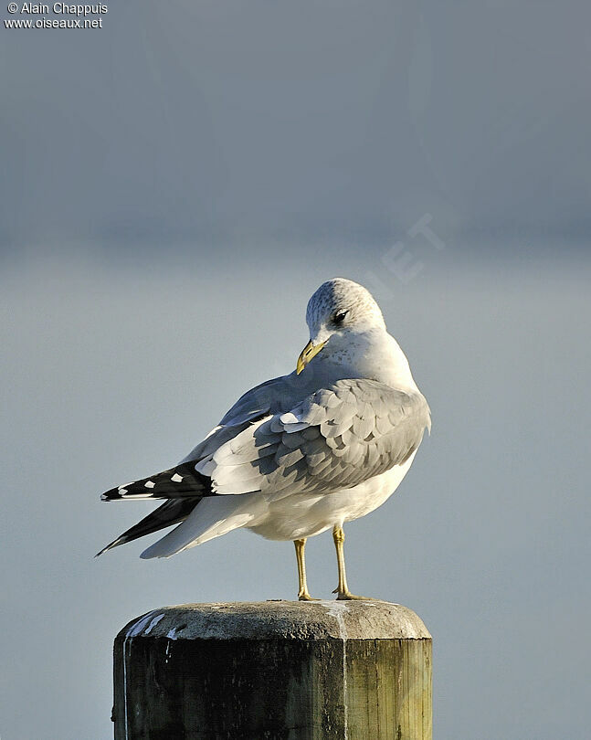 Common Gulladult post breeding, identification, Behaviour