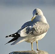 Common Gull