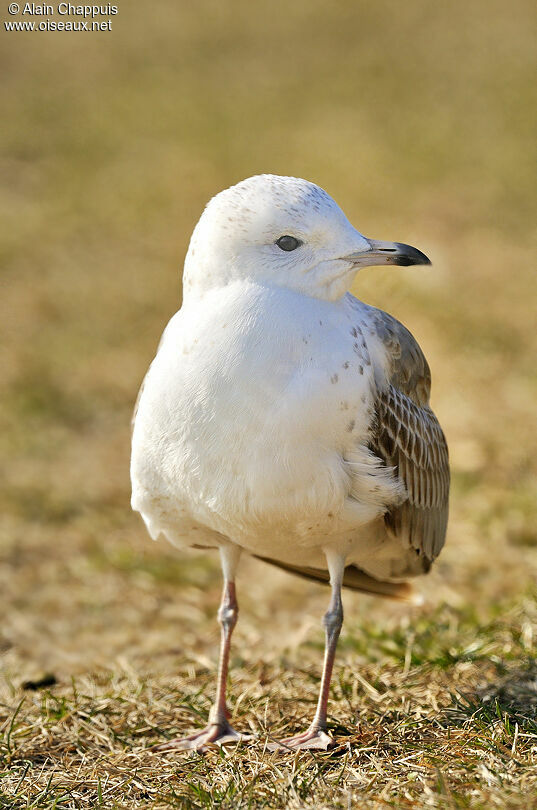 Common GullFirst year, identification, Behaviour