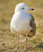 Common Gull