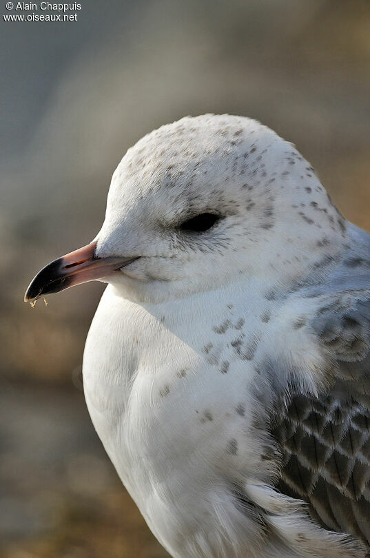 Mew GullFirst year, identification, Behaviour