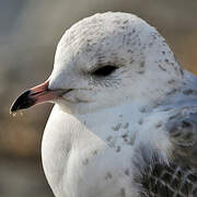 Common Gull