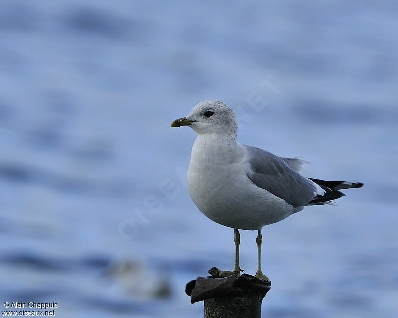 Common Gulladult post breeding, identification, Behaviour