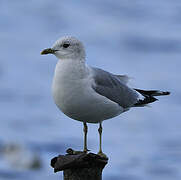 Common Gull