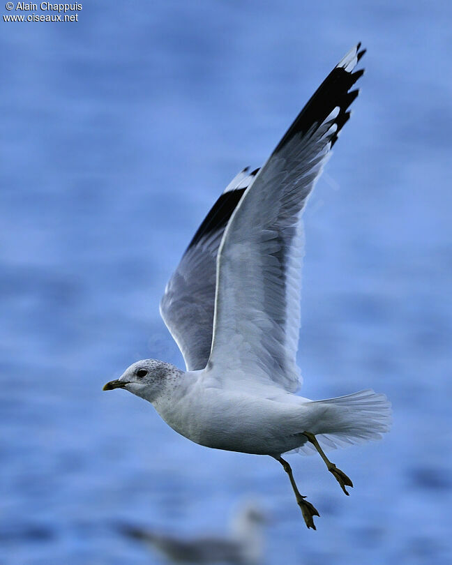 Mew Gulladult post breeding, identification, Flight, Behaviour