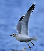 Common Gull