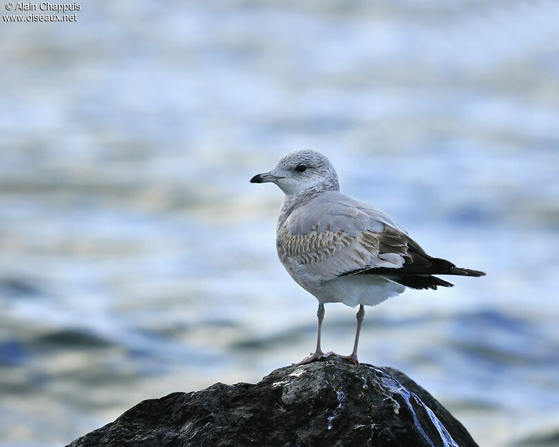 Common GullFirst year, identification, Behaviour