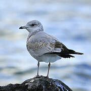 Common Gull