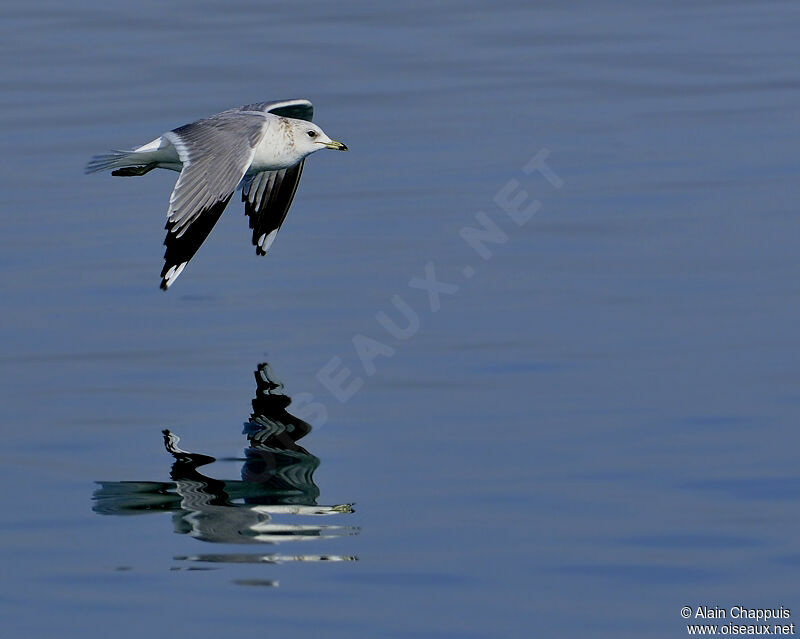 Mew Gulladult post breeding, identification, Flight, Behaviour